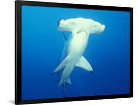 Scalloped Hammerhead Shark-Michele Westmorland-Framed Photographic Print