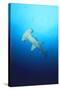 Scalloped Hammerhead Shark-null-Stretched Canvas