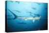 Scalloped Hammerhead Shark-null-Stretched Canvas