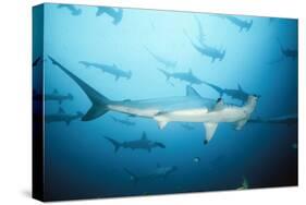 Scalloped Hammerhead Shark-null-Stretched Canvas