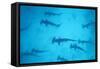 Scalloped Hammerhead Shark-null-Framed Stretched Canvas