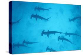 Scalloped Hammerhead Shark-null-Stretched Canvas