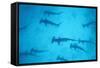 Scalloped Hammerhead Shark-null-Framed Stretched Canvas