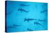 Scalloped Hammerhead Shark-null-Stretched Canvas