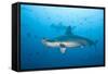 Scalloped Hammerhead Shark-Michele Westmorland-Framed Stretched Canvas