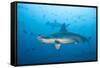 Scalloped Hammerhead Shark-Michele Westmorland-Framed Stretched Canvas