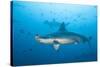 Scalloped Hammerhead Shark-Michele Westmorland-Stretched Canvas