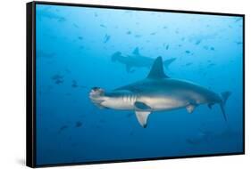 Scalloped Hammerhead Shark-Michele Westmorland-Framed Stretched Canvas