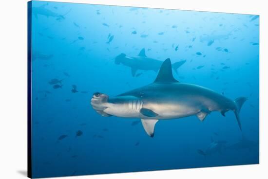 Scalloped Hammerhead Shark-Michele Westmorland-Stretched Canvas