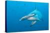 Scalloped Hammerhead Shark-Michele Westmorland-Stretched Canvas