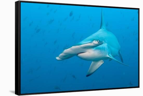 Scalloped Hammerhead Shark-Michele Westmorland-Framed Stretched Canvas