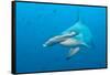 Scalloped Hammerhead Shark-Michele Westmorland-Framed Stretched Canvas