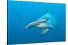Scalloped Hammerhead Shark-Michele Westmorland-Stretched Canvas