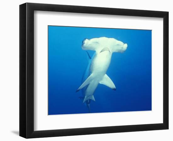 Scalloped Hammerhead Shark-Michele Westmorland-Framed Photographic Print