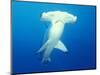 Scalloped Hammerhead Shark-Michele Westmorland-Mounted Photographic Print