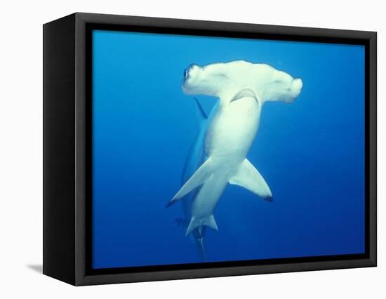 Scalloped Hammerhead Shark-Michele Westmorland-Framed Stretched Canvas