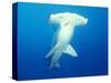 Scalloped Hammerhead Shark-Michele Westmorland-Stretched Canvas