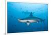 Scalloped Hammerhead Shark-Michele Westmorland-Framed Photographic Print