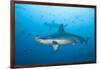 Scalloped Hammerhead Shark-Michele Westmorland-Framed Photographic Print