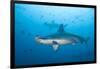 Scalloped Hammerhead Shark-Michele Westmorland-Framed Photographic Print