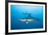 Scalloped Hammerhead Shark-Michele Westmorland-Framed Photographic Print