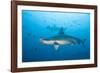 Scalloped Hammerhead Shark-Michele Westmorland-Framed Photographic Print