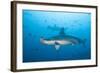 Scalloped Hammerhead Shark-Michele Westmorland-Framed Photographic Print