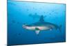 Scalloped Hammerhead Shark-Michele Westmorland-Mounted Photographic Print