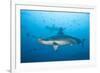 Scalloped Hammerhead Shark-Michele Westmorland-Framed Photographic Print