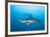 Scalloped Hammerhead Shark-Michele Westmorland-Framed Photographic Print