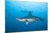 Scalloped Hammerhead Shark-Michele Westmorland-Mounted Photographic Print