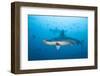 Scalloped Hammerhead Shark-Michele Westmorland-Framed Photographic Print