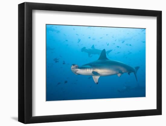 Scalloped Hammerhead Shark-Michele Westmorland-Framed Photographic Print