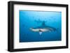 Scalloped Hammerhead Shark-Michele Westmorland-Framed Photographic Print