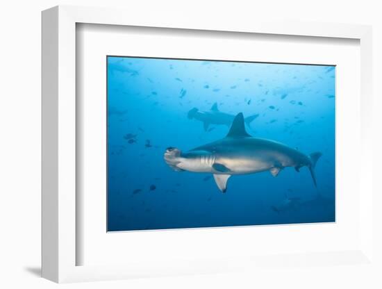 Scalloped Hammerhead Shark-Michele Westmorland-Framed Photographic Print