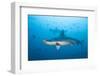 Scalloped Hammerhead Shark-Michele Westmorland-Framed Photographic Print