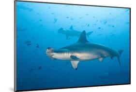 Scalloped Hammerhead Shark-Michele Westmorland-Mounted Photographic Print