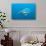 Scalloped Hammerhead Shark-Michele Westmorland-Photographic Print displayed on a wall