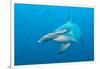 Scalloped Hammerhead Shark-Michele Westmorland-Framed Photographic Print