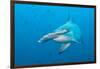 Scalloped Hammerhead Shark-Michele Westmorland-Framed Photographic Print