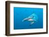 Scalloped Hammerhead Shark-Michele Westmorland-Framed Photographic Print