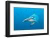 Scalloped Hammerhead Shark-Michele Westmorland-Framed Photographic Print