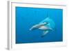 Scalloped Hammerhead Shark-Michele Westmorland-Framed Photographic Print