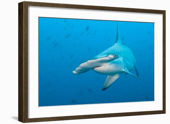 Scalloped Hammerhead Shark-Michele Westmorland-Framed Photographic Print