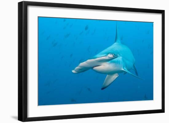 Scalloped Hammerhead Shark-Michele Westmorland-Framed Photographic Print