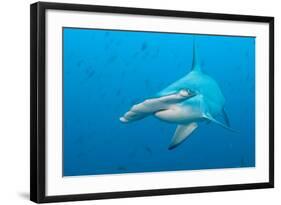 Scalloped Hammerhead Shark-Michele Westmorland-Framed Photographic Print