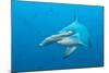 Scalloped Hammerhead Shark-Michele Westmorland-Mounted Photographic Print