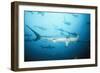 Scalloped Hammerhead Shark-null-Framed Photographic Print