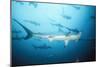 Scalloped Hammerhead Shark-null-Mounted Photographic Print