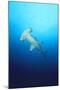 Scalloped Hammerhead Shark-null-Mounted Photographic Print